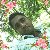 Sahidul Islam, 35, Callaway