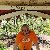 Sinan, 60, Senegal